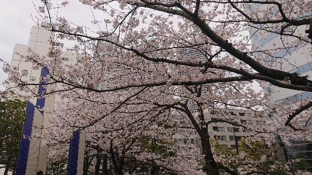 f:id:berry42195:20210328173132j:image f:id:berry42195:20210328173132j:image