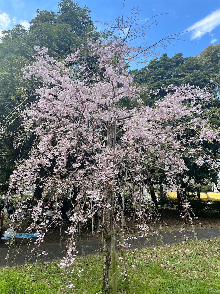 f:id:berry42195:20250405092452j:image
