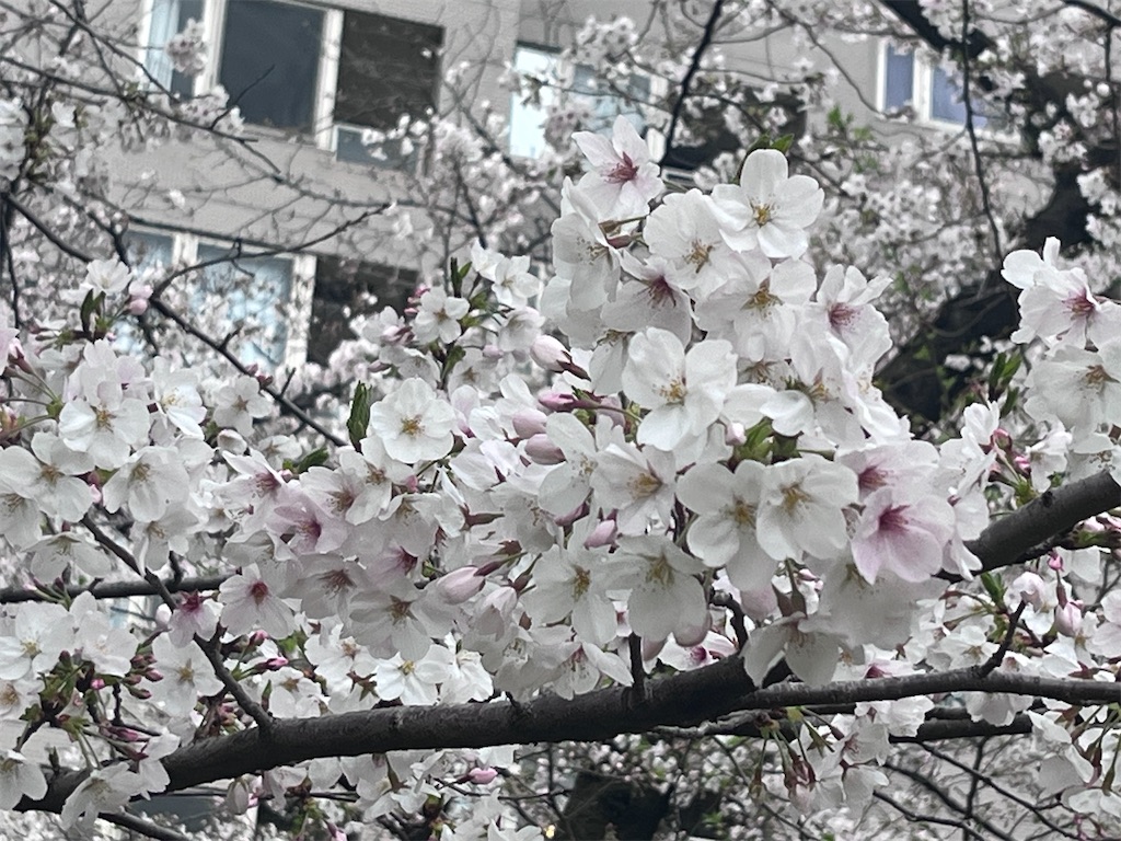 f:id:berry42195:20260401133427j:image