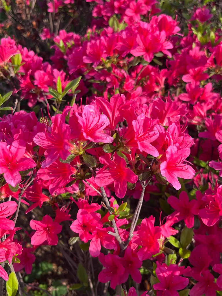 f:id:berry42195:20260414180413j:image f:id:berry42195:20260414180413j:image