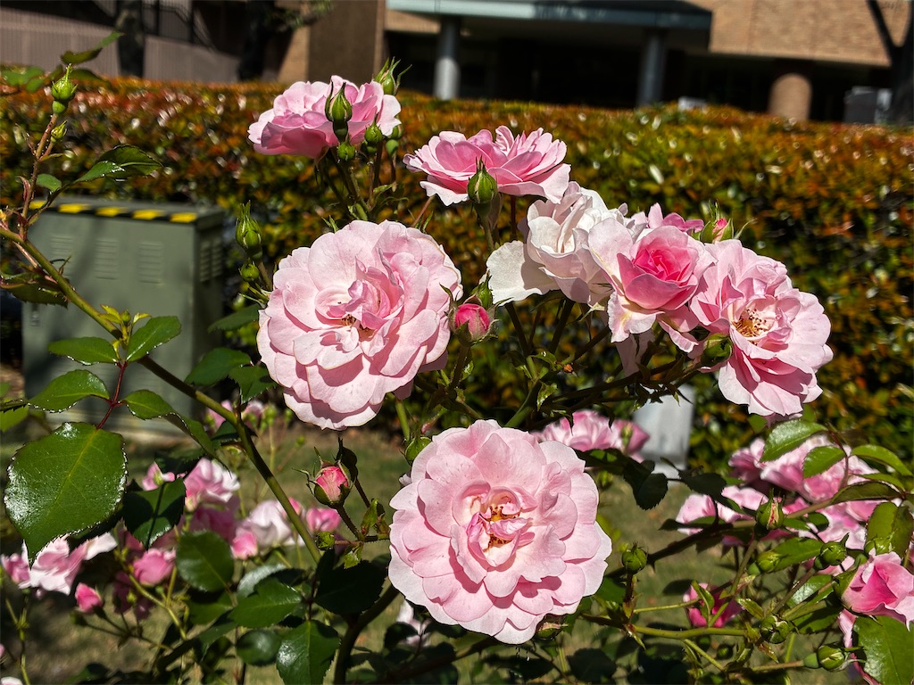 f:id:berry42195:20260513162532j:image