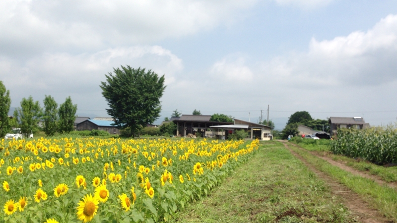 f:id:beru900r:20140725095457j:plain