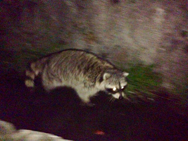 f:id:beru900r:20150123222754j:plain