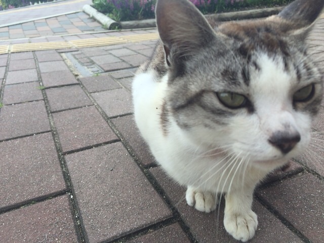 f:id:beru900r:20150630091814j:image f:id:beru900r:20150630091814j:image