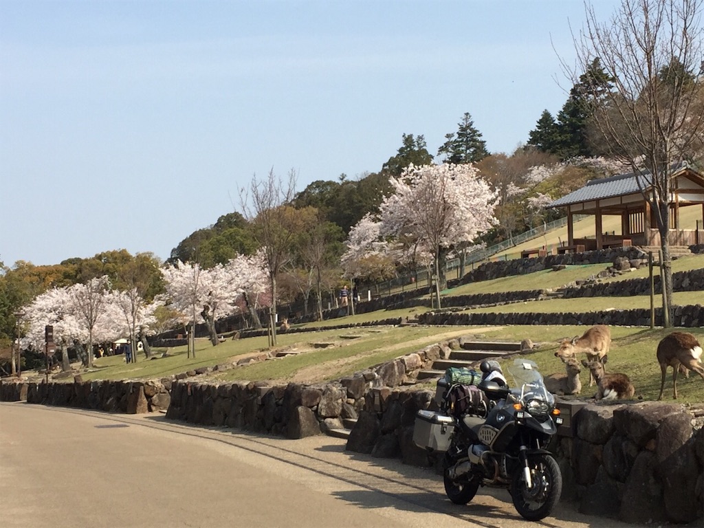 f:id:beru900r:20190407232751j:image