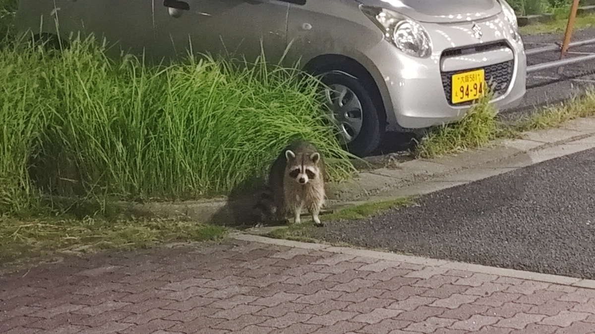 野生のアライグマの画像