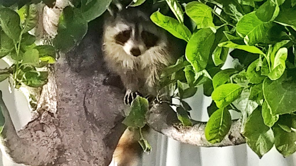 木に登っているアライグマ