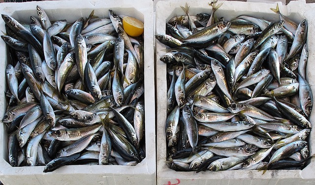 釣れたての魚の画像