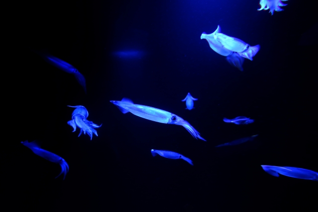 ブラックライトに照らされたイカの画像