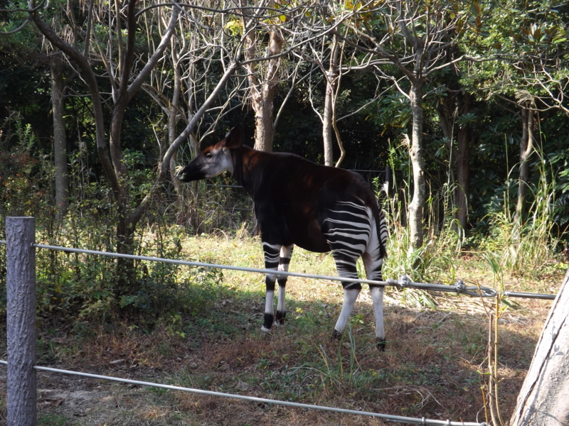 f:id:berutsuku:20151106103129j:image:w360
