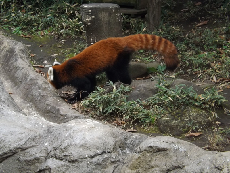 f:id:berutsuku:20151106125438j:image:w360