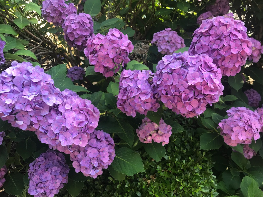 f:id:beruxoxo:20190806161301j:image