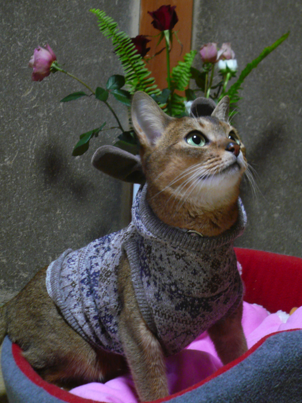 f:id:besamu:20101223151918j:image:w360