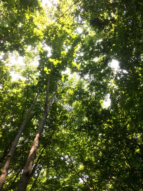 f:id:besmart-chari:20170709011156j:plain