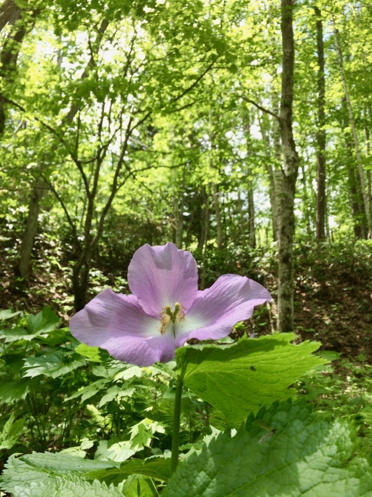 f:id:besmart-chari:20180526225749j:plain