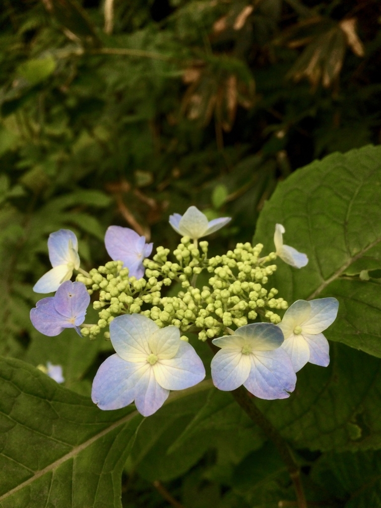 f:id:besmart-chari:20180706215719j:plain f:id:besmart-chari:20180706215719j:plain