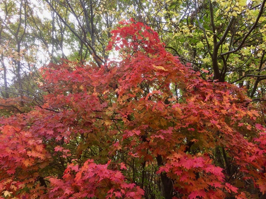 f:id:besmart-chari:20181023204918j:plain