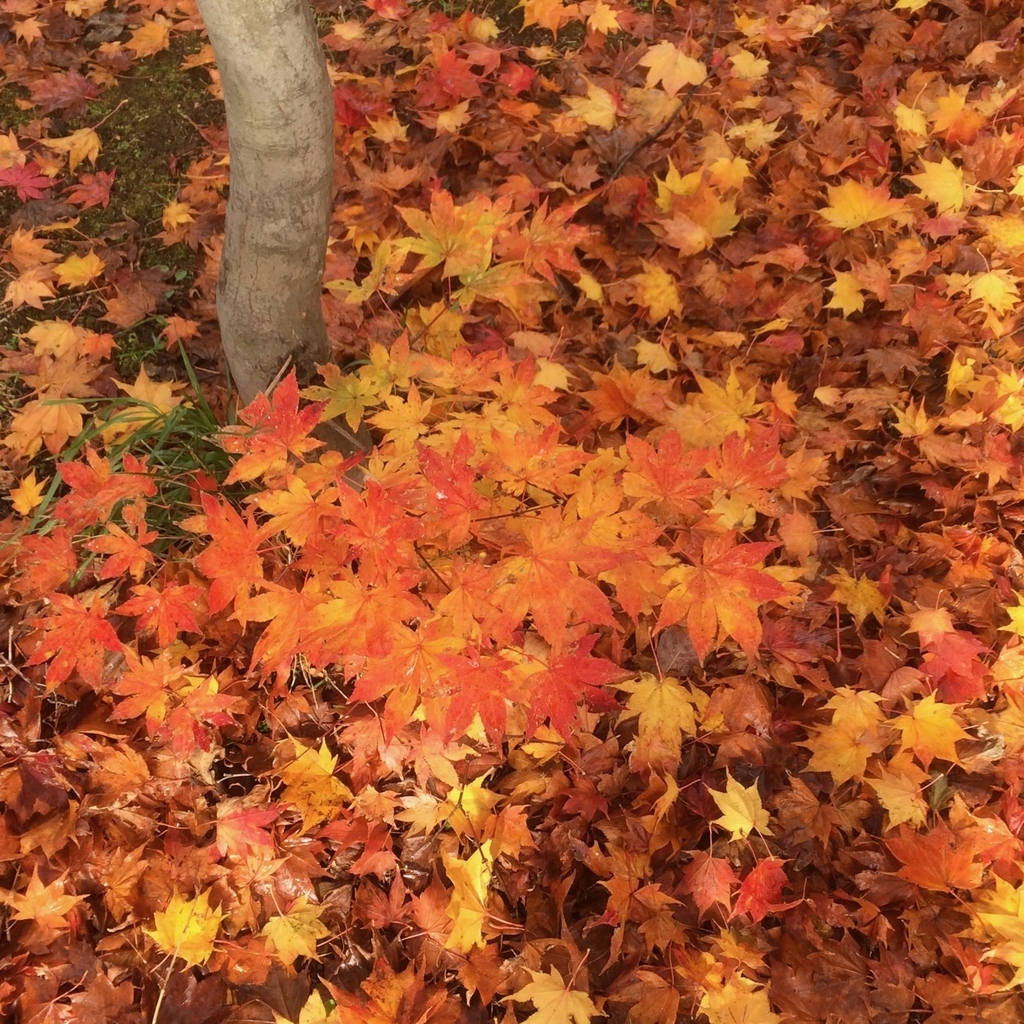 f:id:besmart-chari:20181101224948j:plain