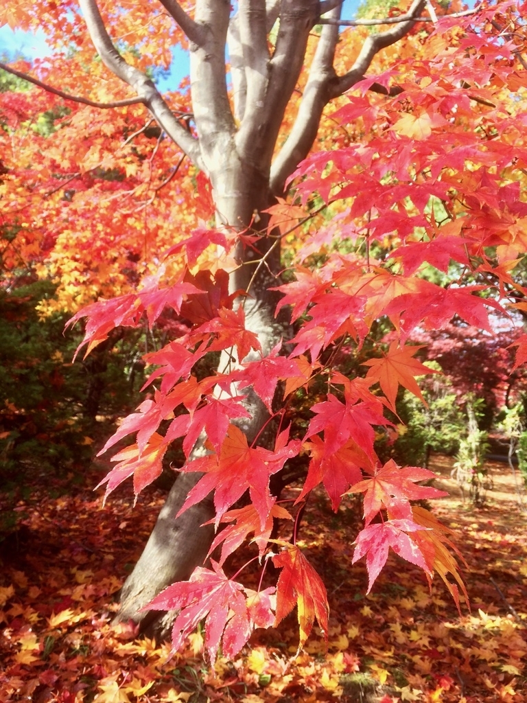 f:id:besmart-chari:20181101225002j:plain