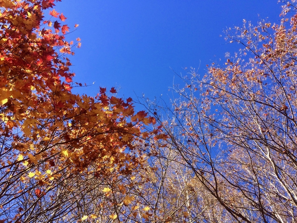 f:id:besmart-chari:20181104221006j:plain