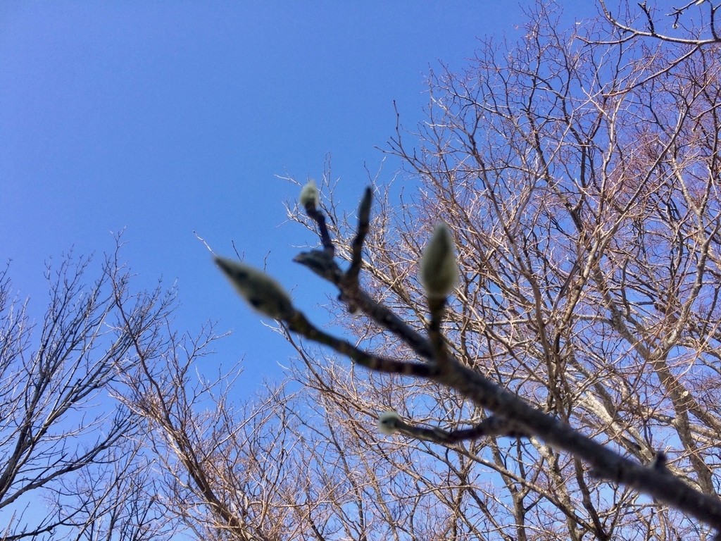 f:id:besmart-chari:20190310211645j:plain