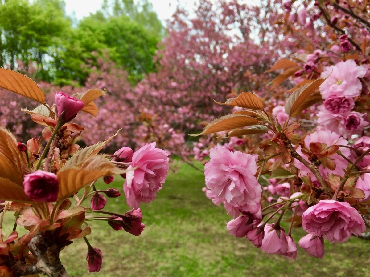 f:id:besmart-chari:20190515214107j:plain