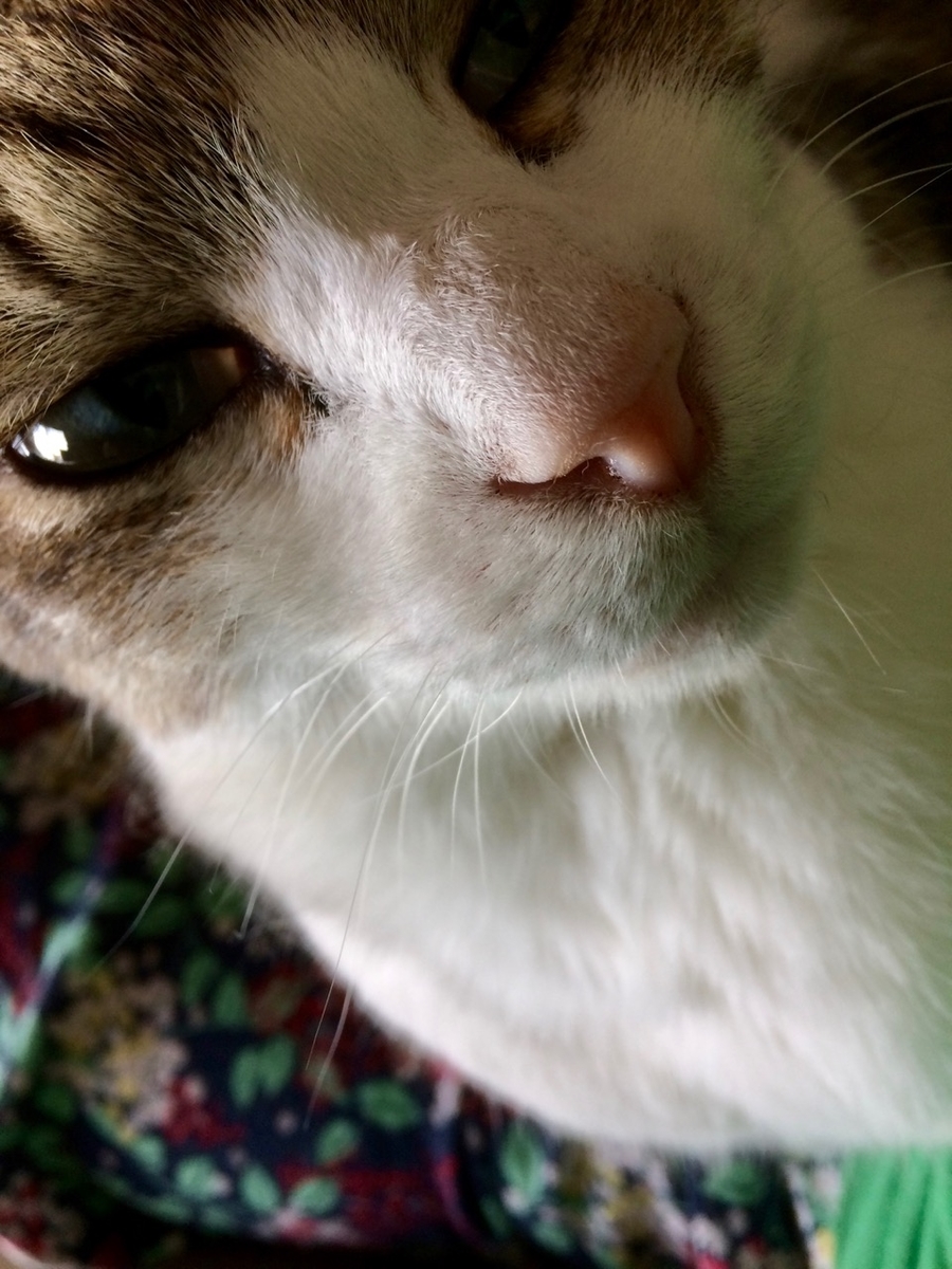 f:id:besmart-chari:20190515214125j:plain