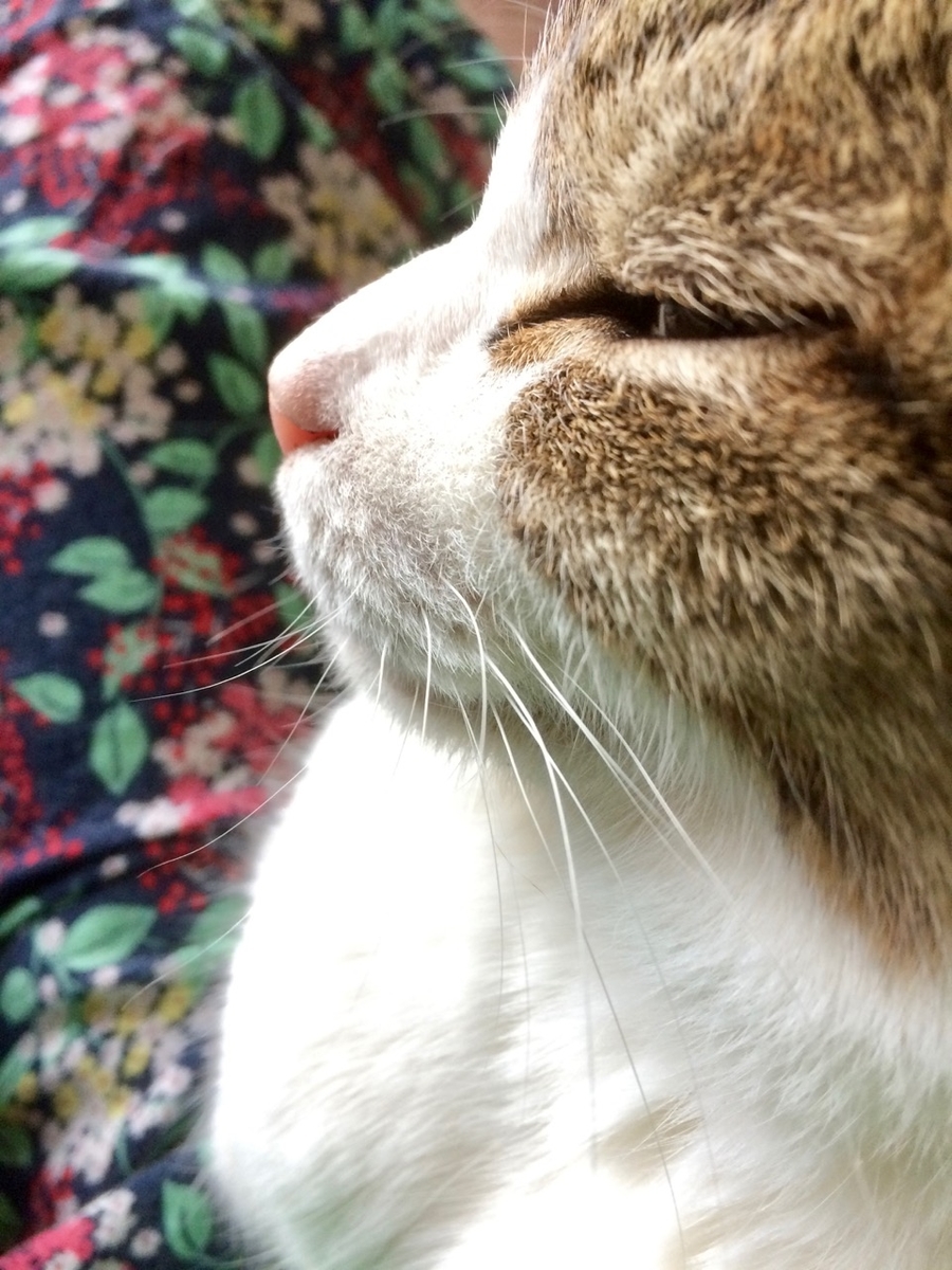 f:id:besmart-chari:20190515214139j:plain