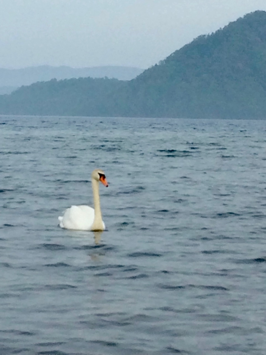 f:id:besmart-chari:20190520234646j:plain f:id:besmart-chari:20190520234646j:plain