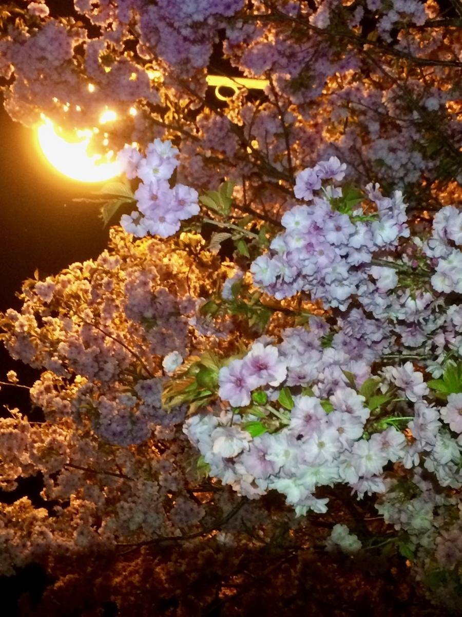 f:id:besmart-chari:20190520234745j:plain f:id:besmart-chari:20190520234745j:plain