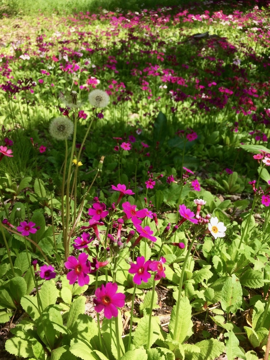 f:id:besmart-chari:20190526233248j:plain