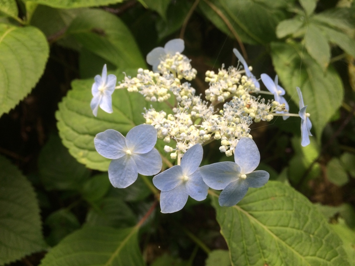 f:id:besmart-chari:20190714232613j:plain