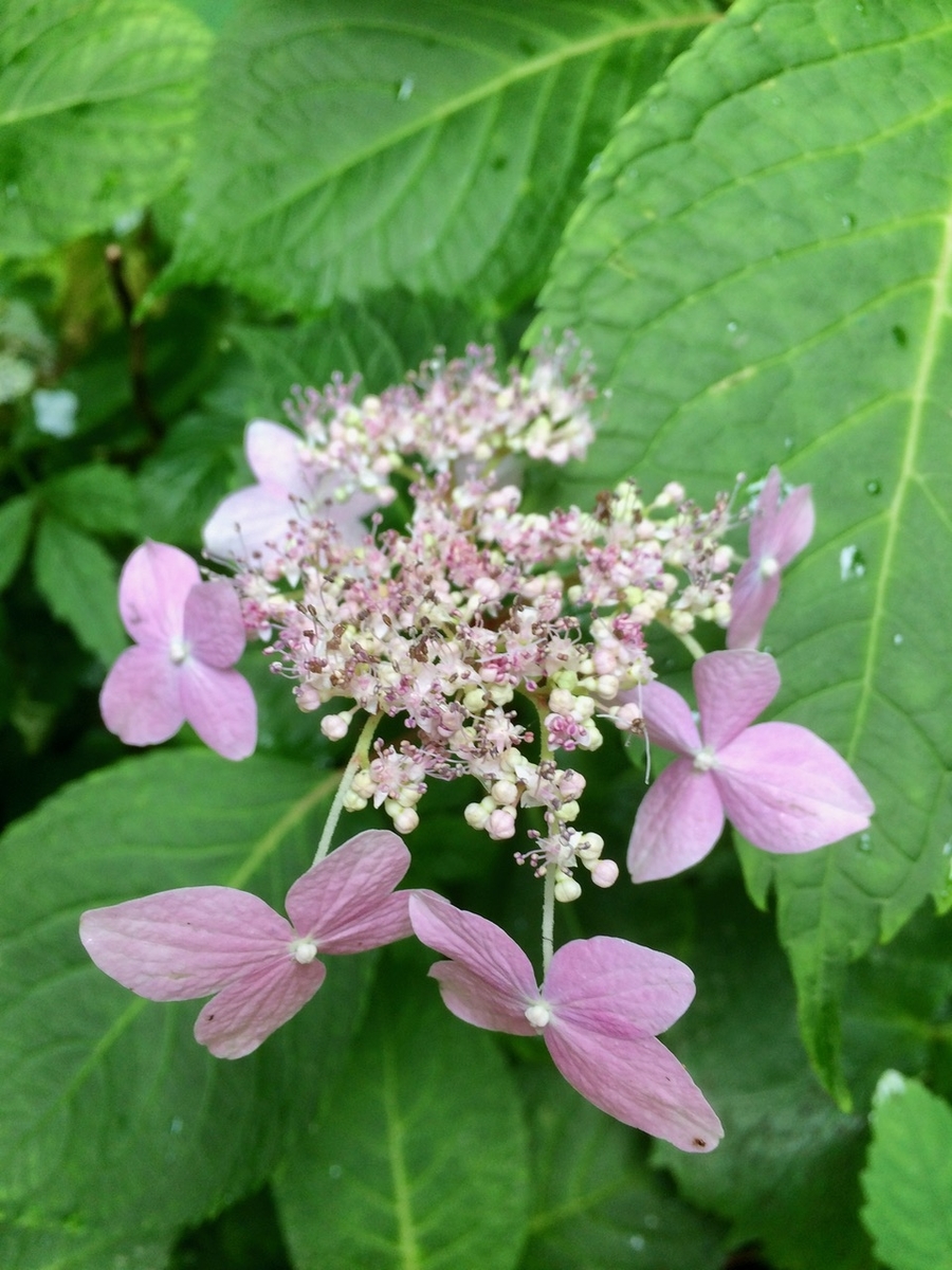 f:id:besmart-chari:20190714232625j:plain