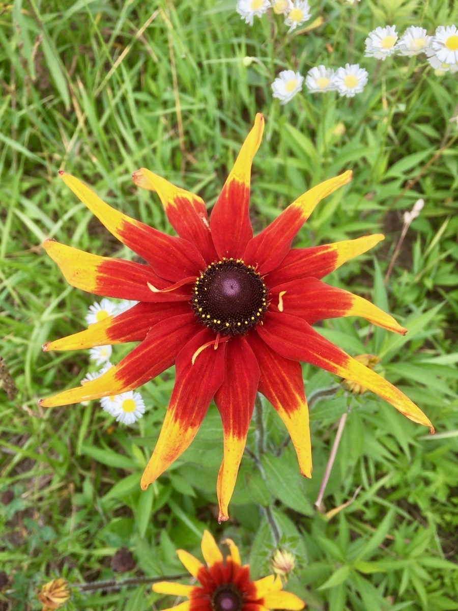 f:id:besmart-chari:20190714232651j:plain