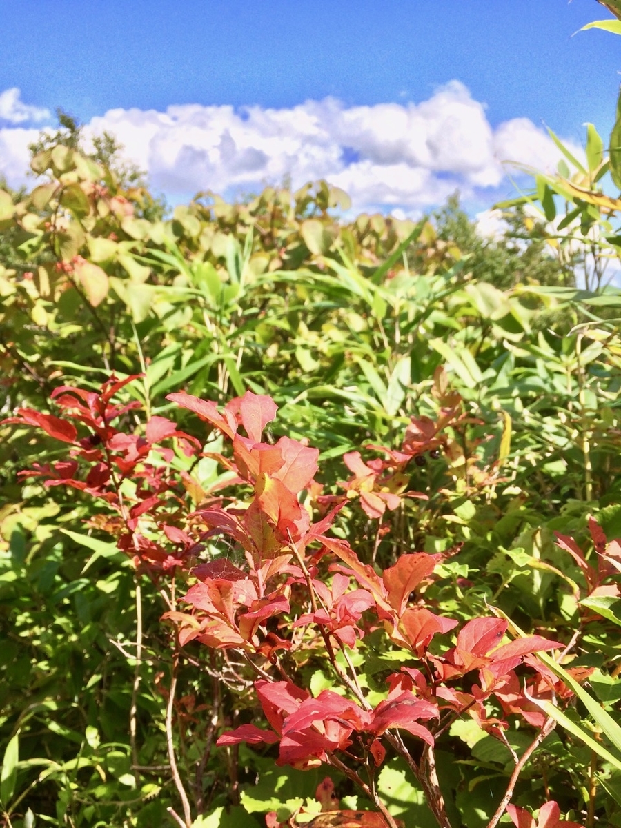 f:id:besmart-chari:20190901225156j:plain f:id:besmart-chari:20190901225156j:plain