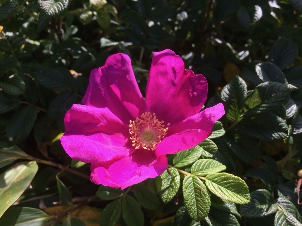 f:id:besmart-chari:20190901225327j:plain f:id:besmart-chari:20190901225327j:plain
