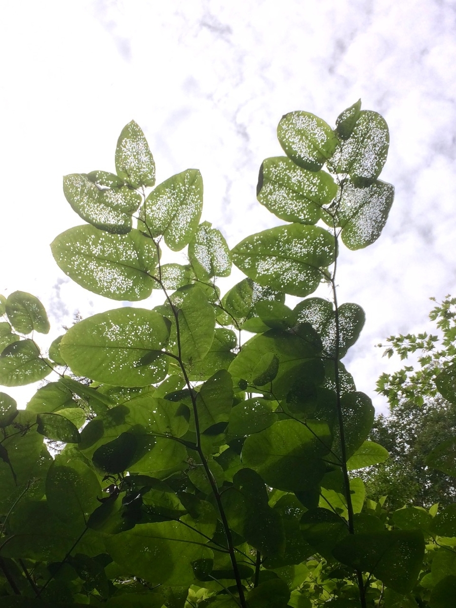 f:id:besmart-chari:20190916205132j:plain