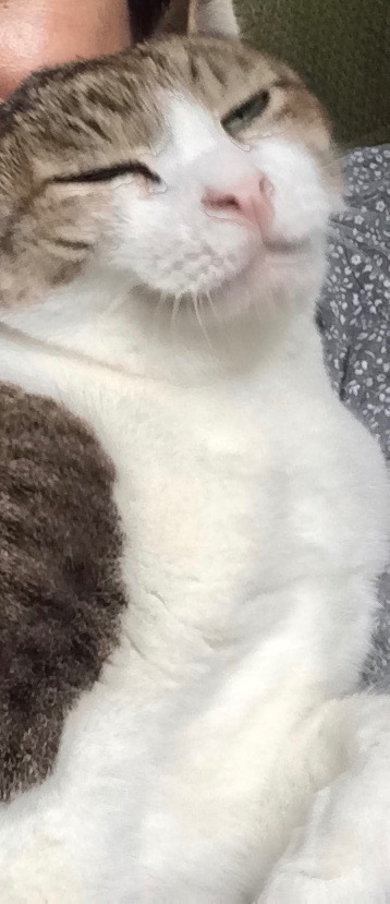 f:id:besmart-chari:20191114215243j:plain
