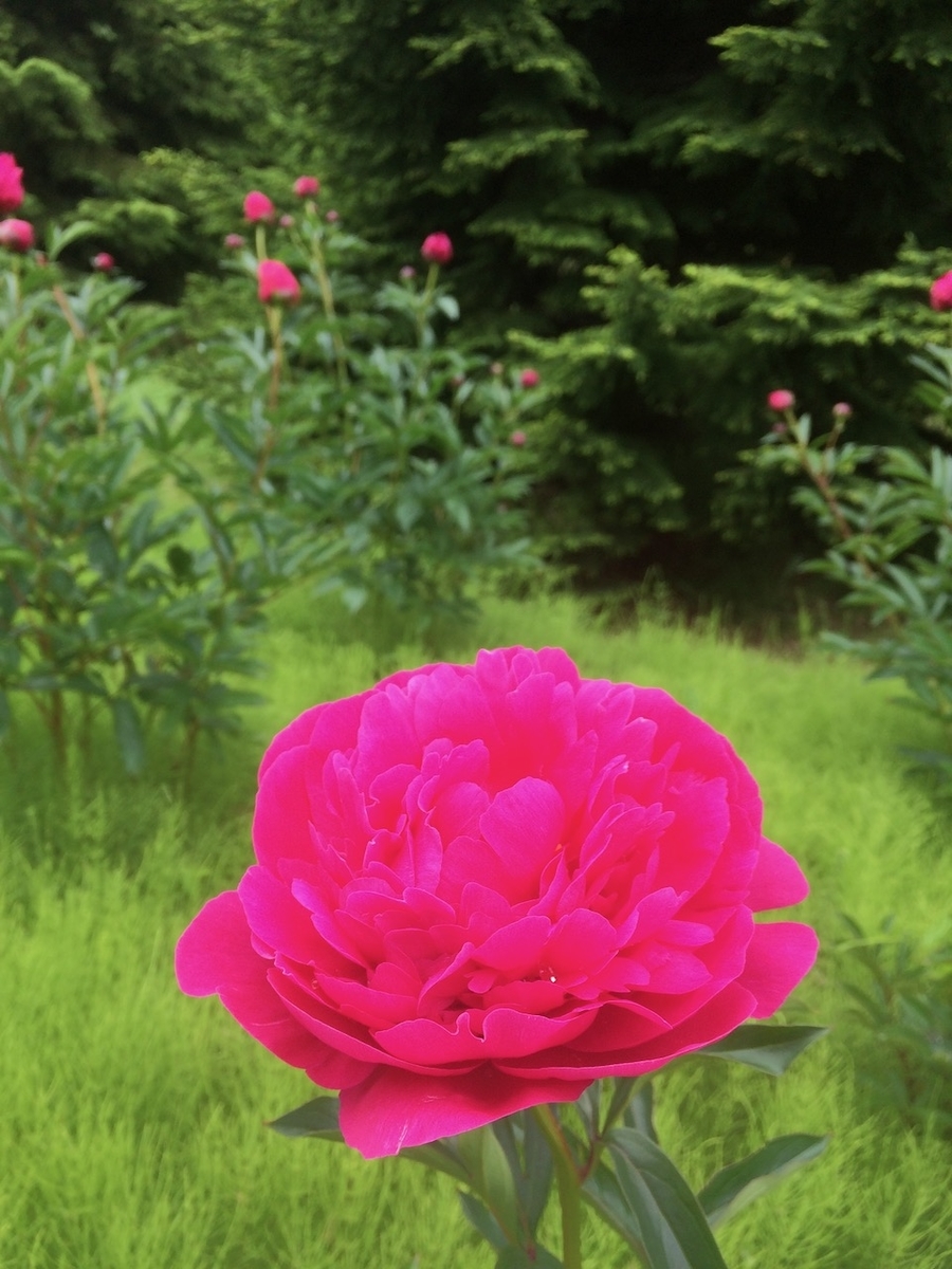 f:id:besmart-chari:20200618223616j:plain f:id:besmart-chari:20200618223616j:plain