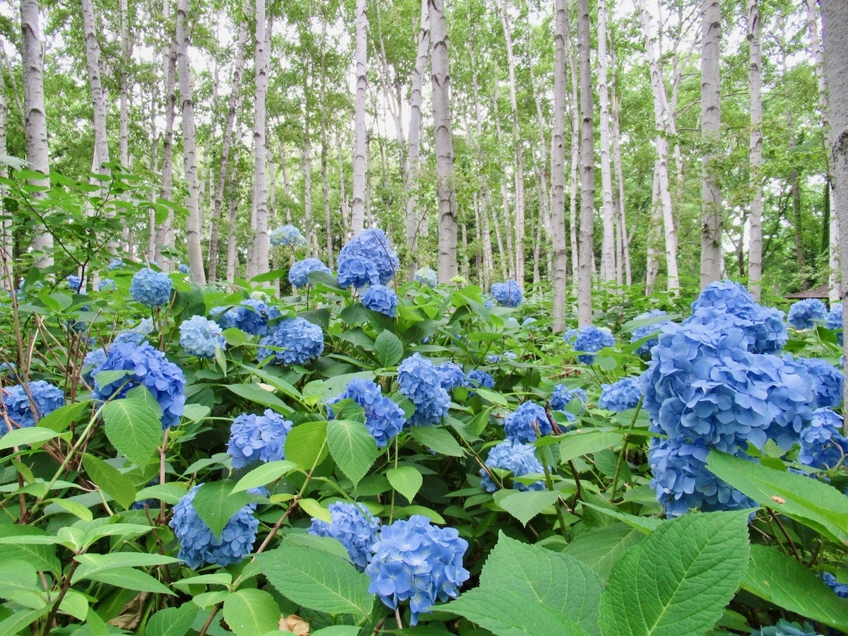 f:id:besmart-chari:20200723230130j:plain