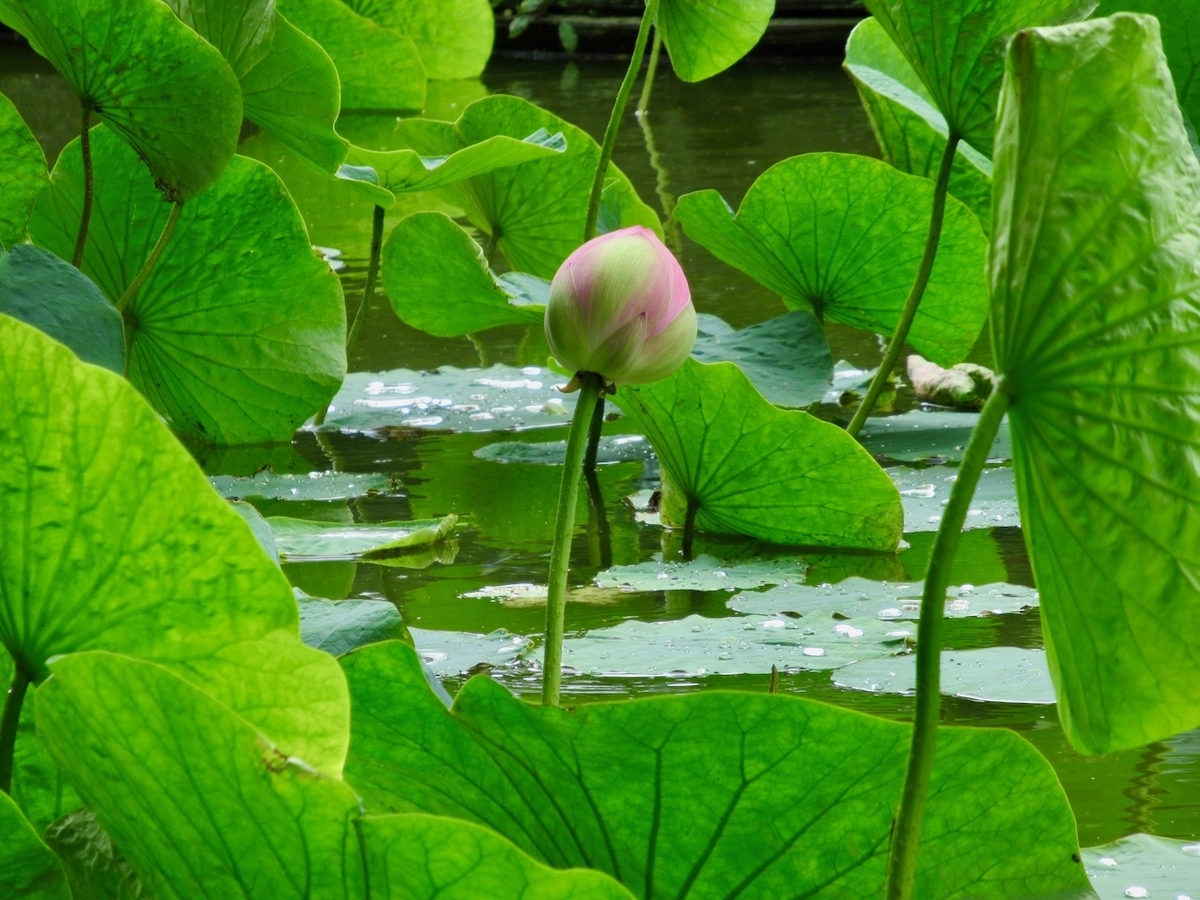 f:id:besmart-chari:20200817223341j:plain