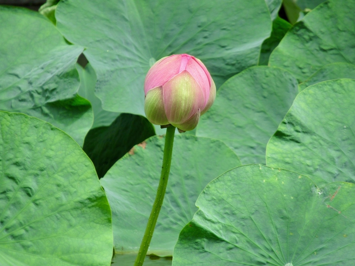 f:id:besmart-chari:20200817225523j:plain