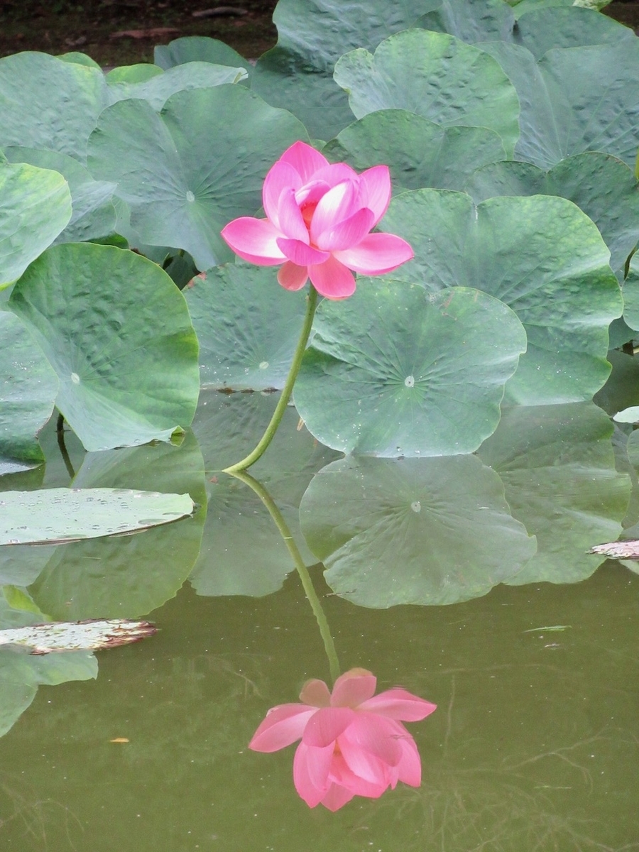 f:id:besmart-chari:20200817230016j:plain