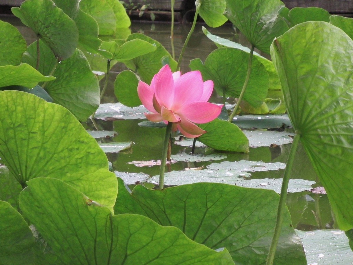f:id:besmart-chari:20200817230032j:plain