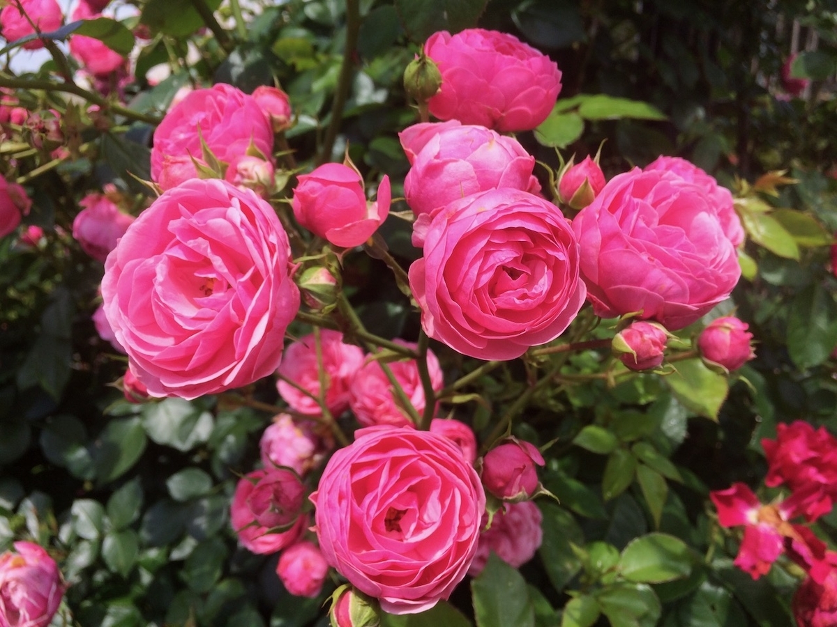 f:id:besmart-chari:20200903212527j:plain f:id:besmart-chari:20200903212527j:plain