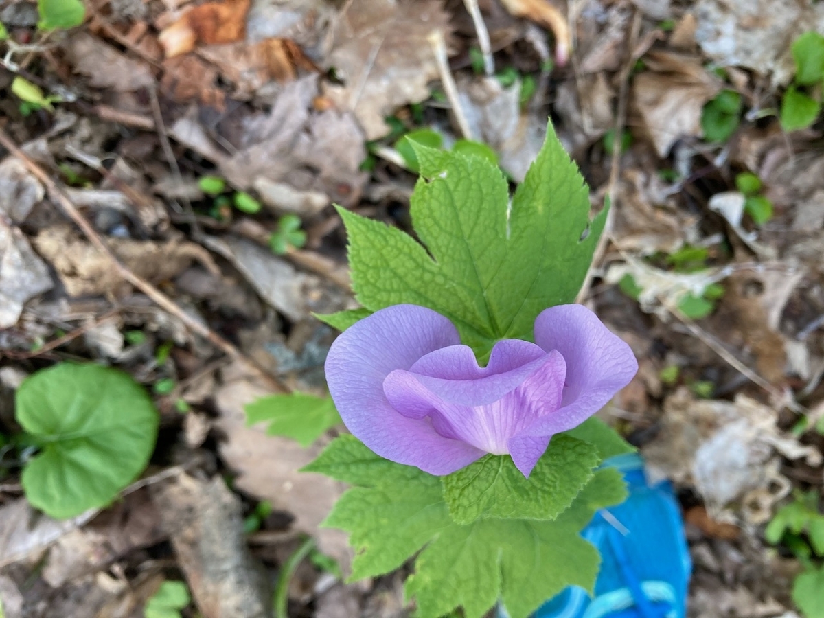 f:id:besmart-chari:20210512232713j:plain