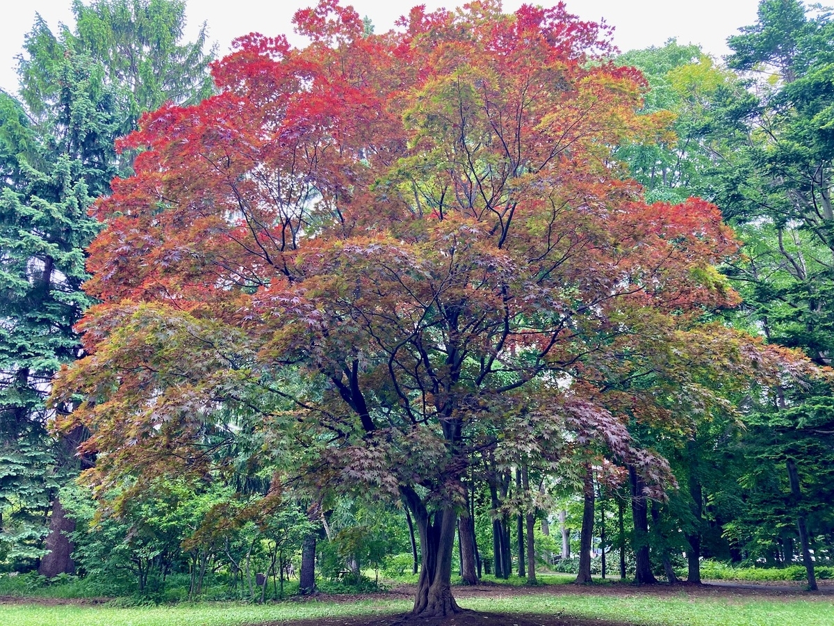 f:id:besmart-chari:20210609000511j:plain