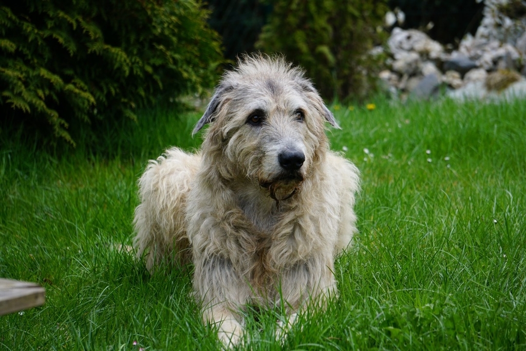 f:id:bestpuppyzone:20180925195338j:plain