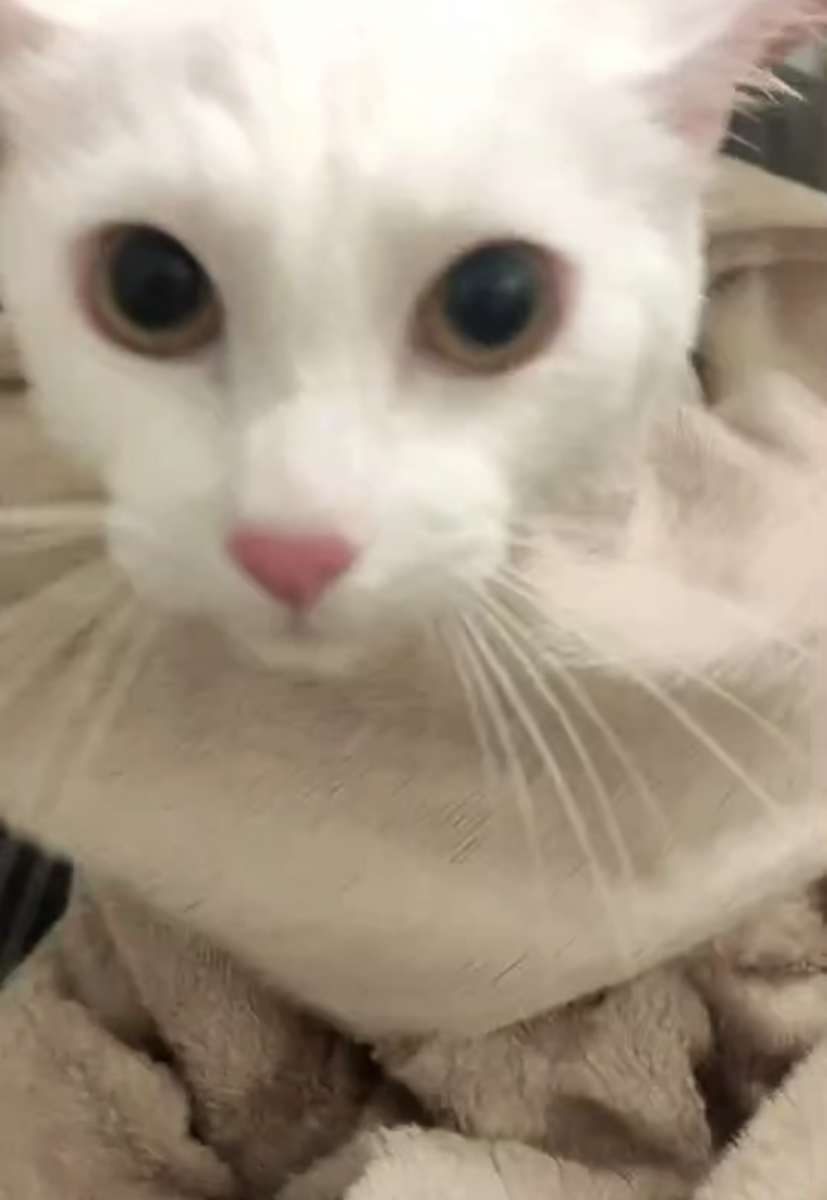 拭かれているすあま