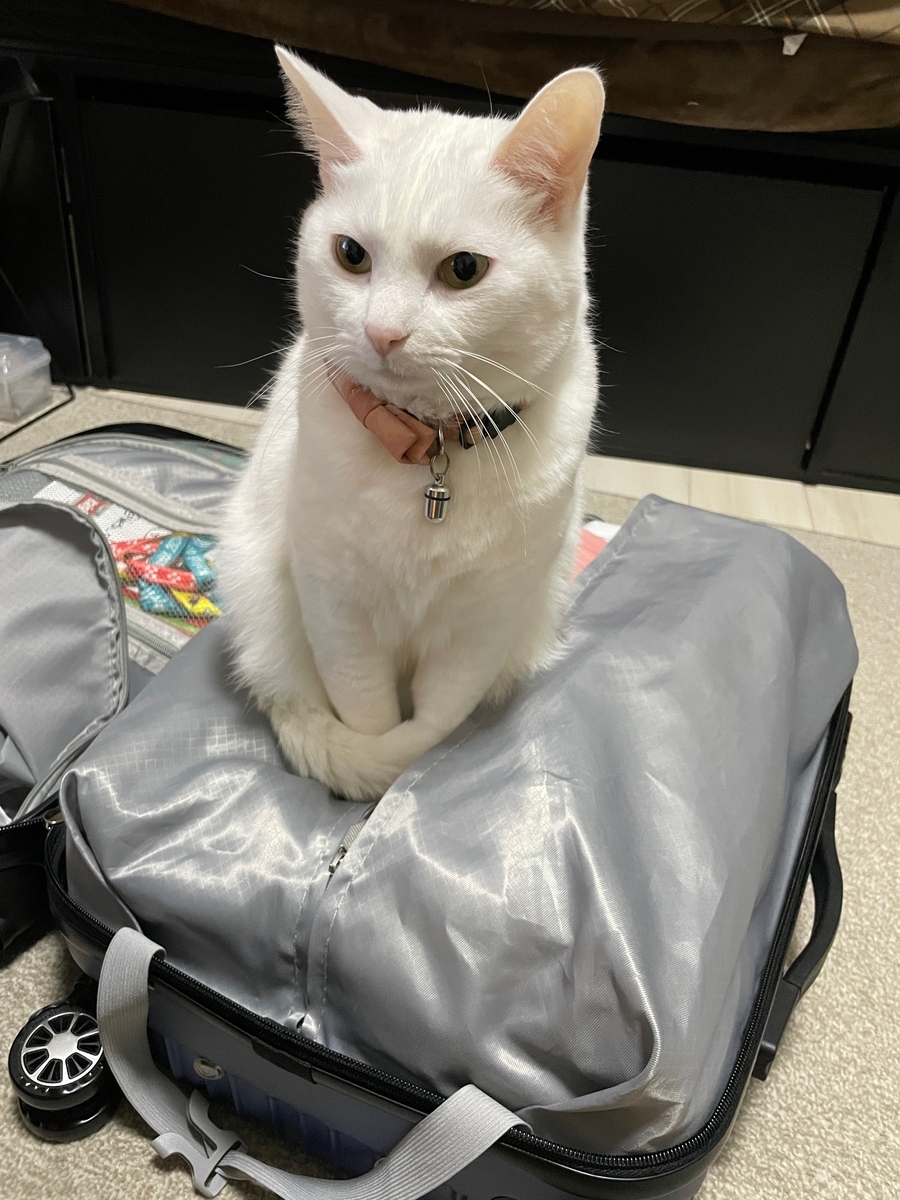 スーツケースの上に乗った猫